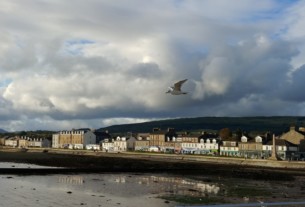 Seagull of the Month, September 2018.