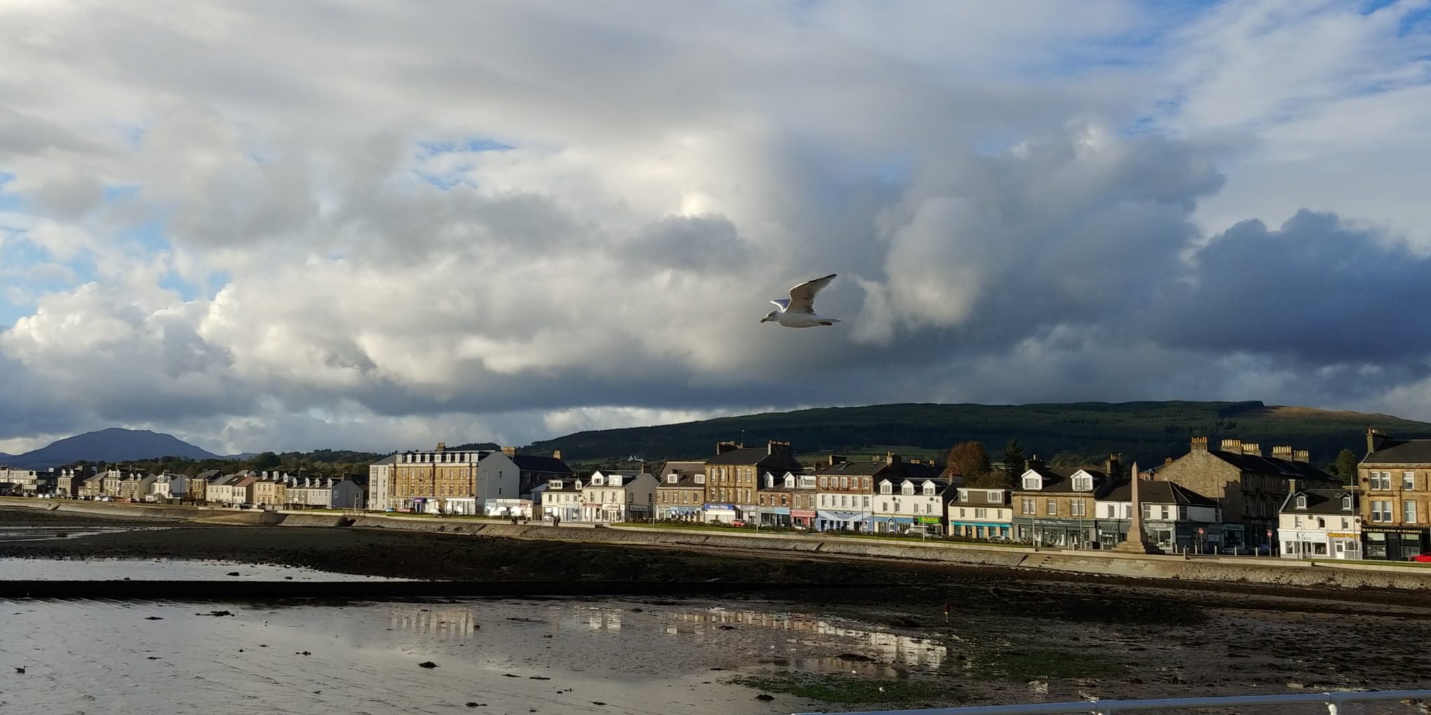 Seagull of the Month, September 2018.