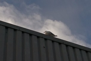 A seagull rests upon the roof of Helensburgh Swimming Pool