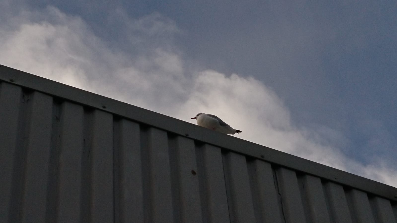 A seagull rests upon the roof of Helensburgh Swimming Pool