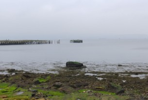 A seagull perched on a rock at Craigendoran bay