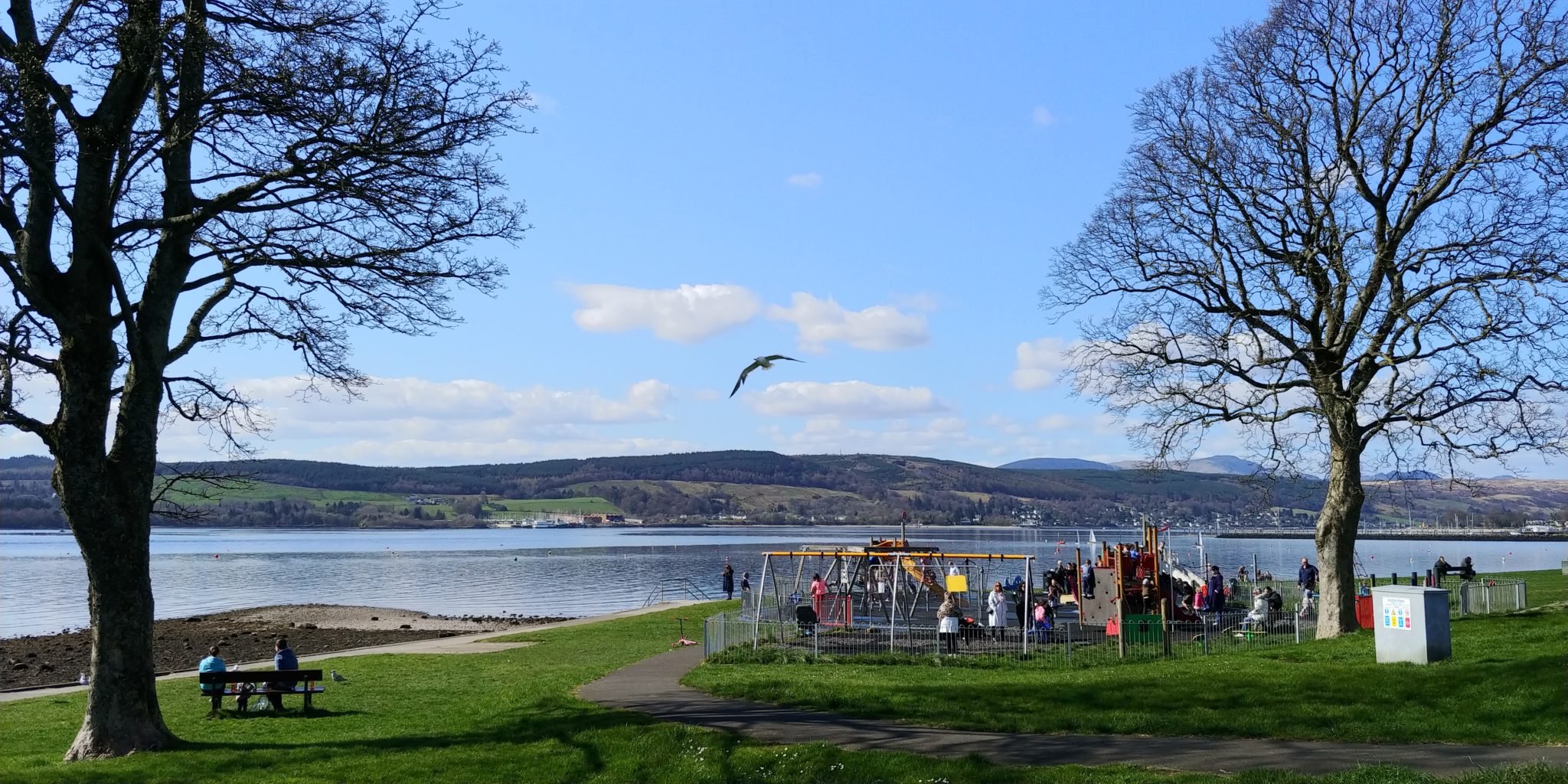 A seagull swooping between trees at Kidston Park