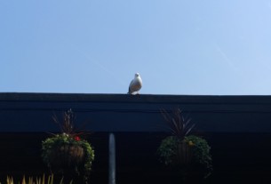 A seagull at The Henry Bell beer garden