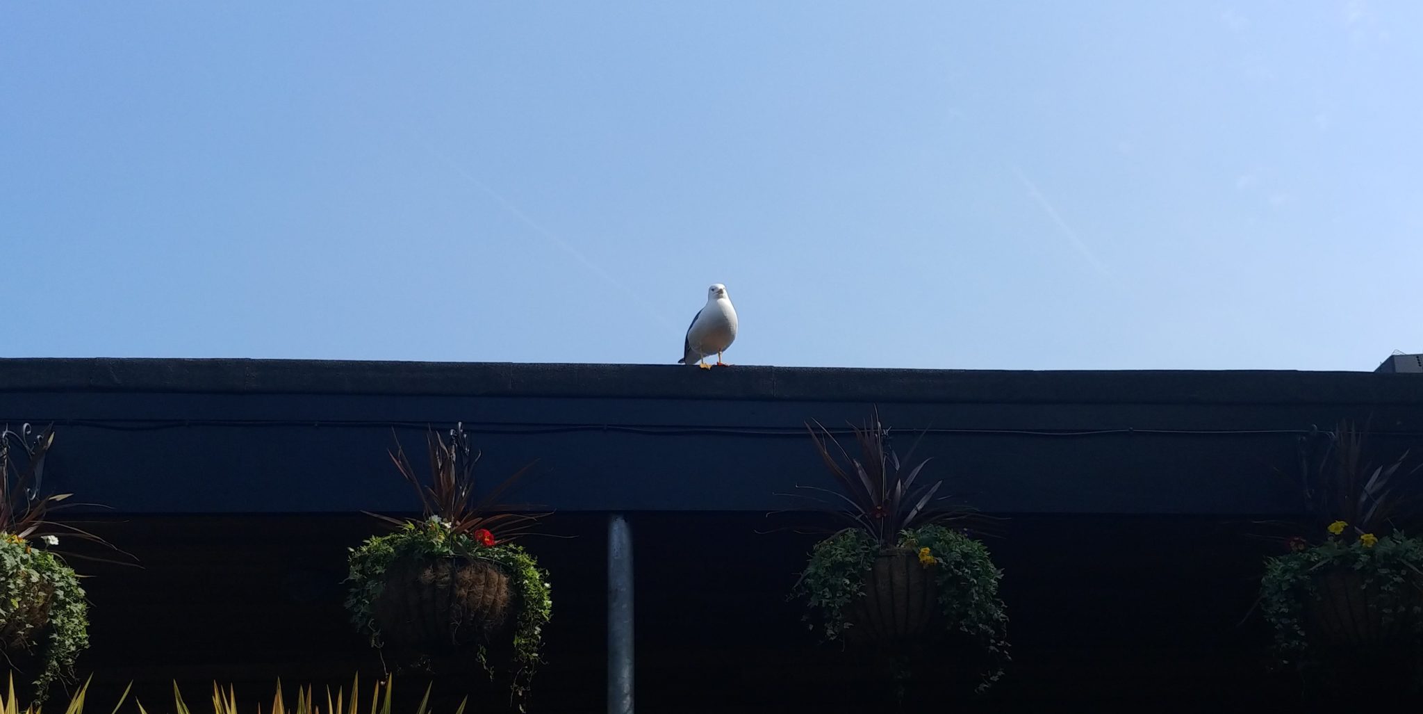 A seagull at The Henry Bell beer garden