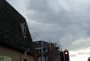 Seagull terrorist swoops from the Co-op roof