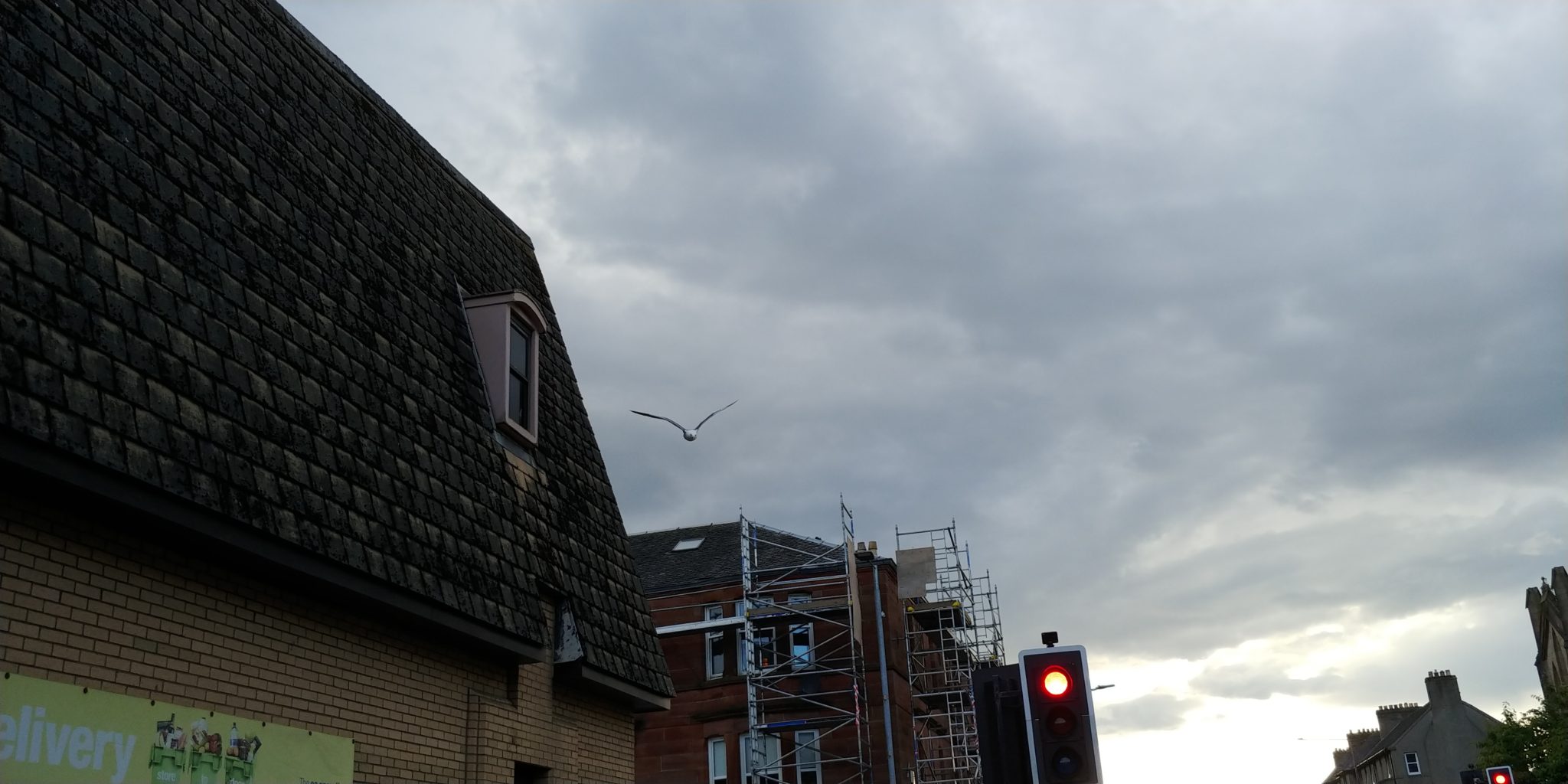 Seagull terrorist swoops from the Co-op roof