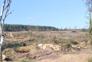 An area of tree stumps above Highlandman's way