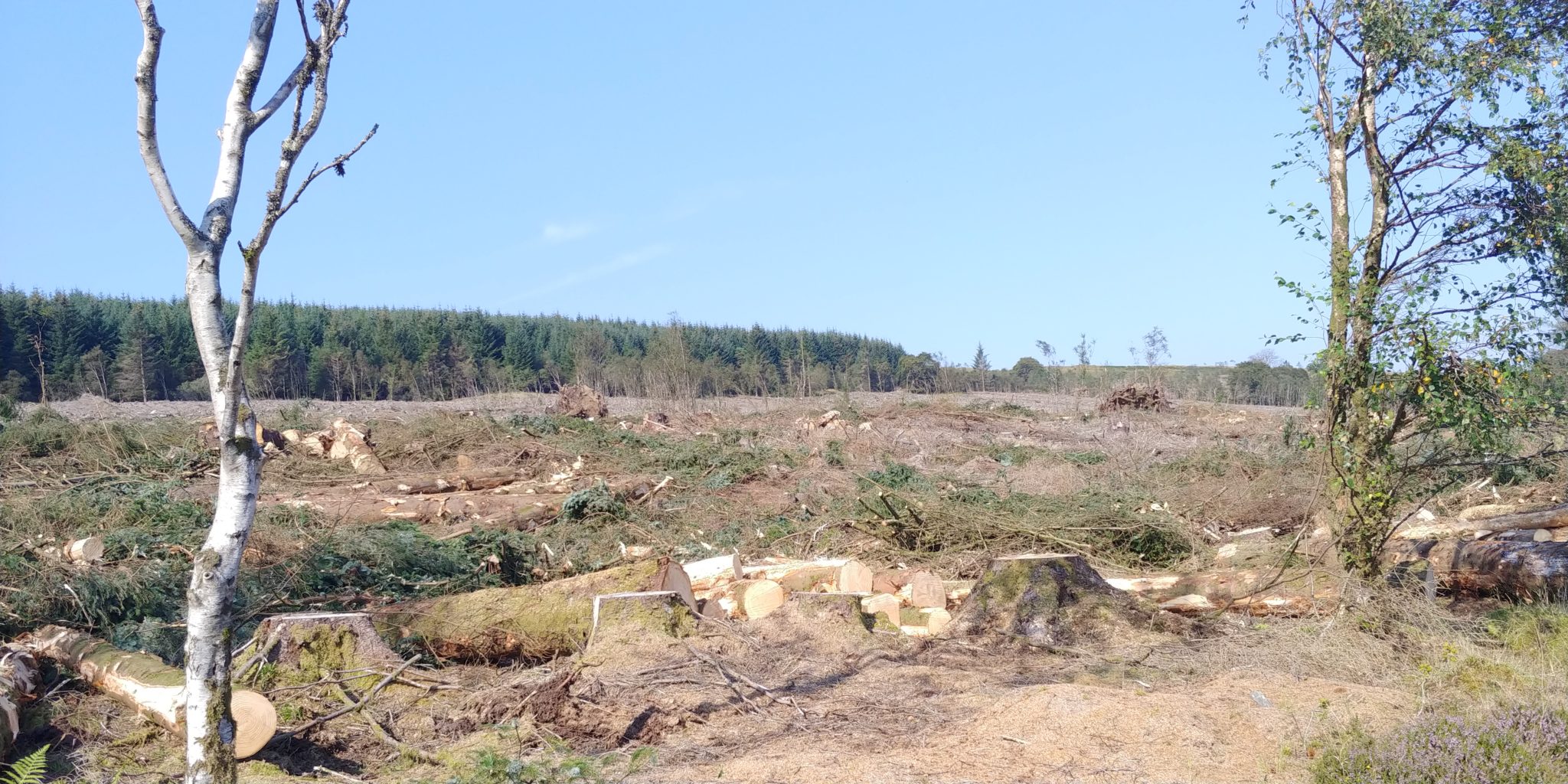 An area of tree stumps above Highlandman's way