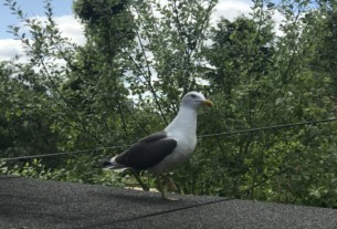 Seagull of the Month: July 2019, submitted by Ross M.