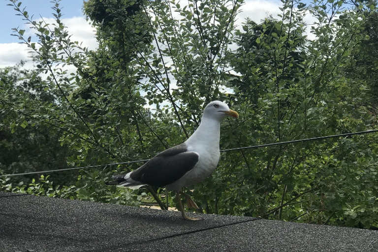 Seagull of the Month: July 2019, submitted by Ross M.