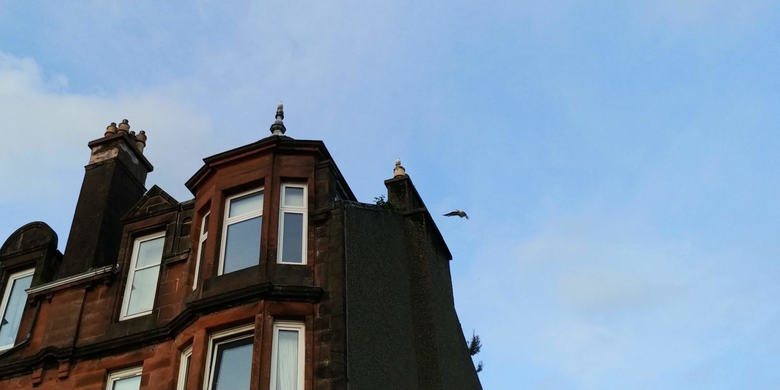 Seagull of the month for August 2019