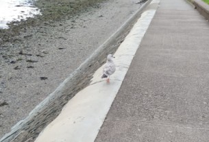 Seagull of the month September 2019 cropped