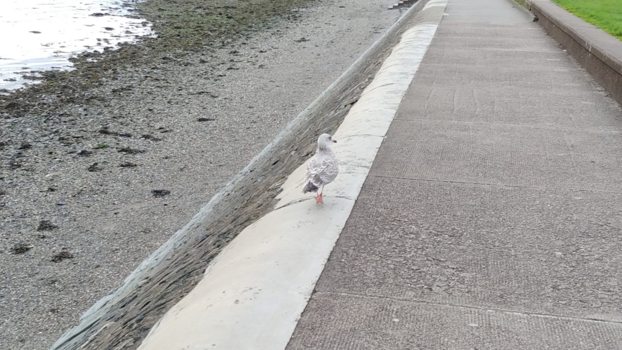 Seagull of the month September 2019 cropped