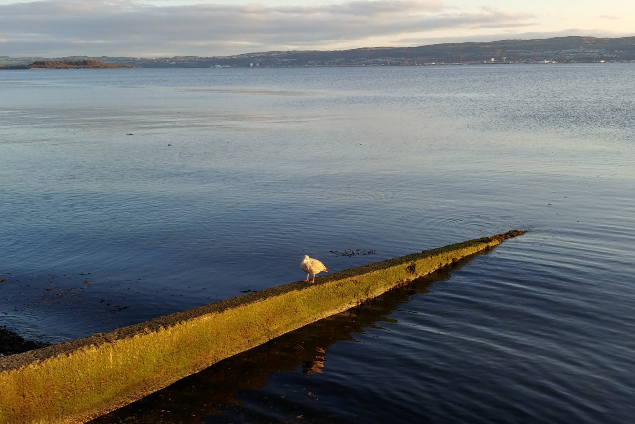 A seagull sitting on a groyne in the autumn evening sunshine.