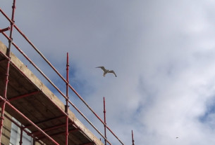 A seagull above some scaffolding on East Clyde Street