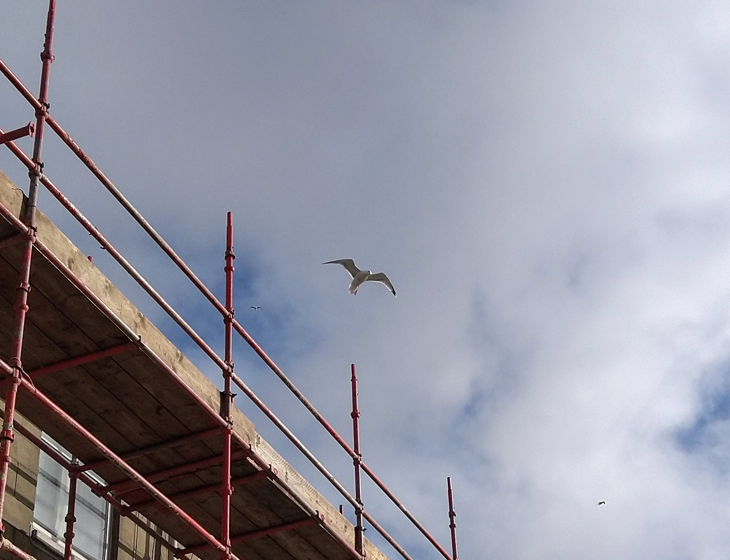 A seagull above some scaffolding on East Clyde Street