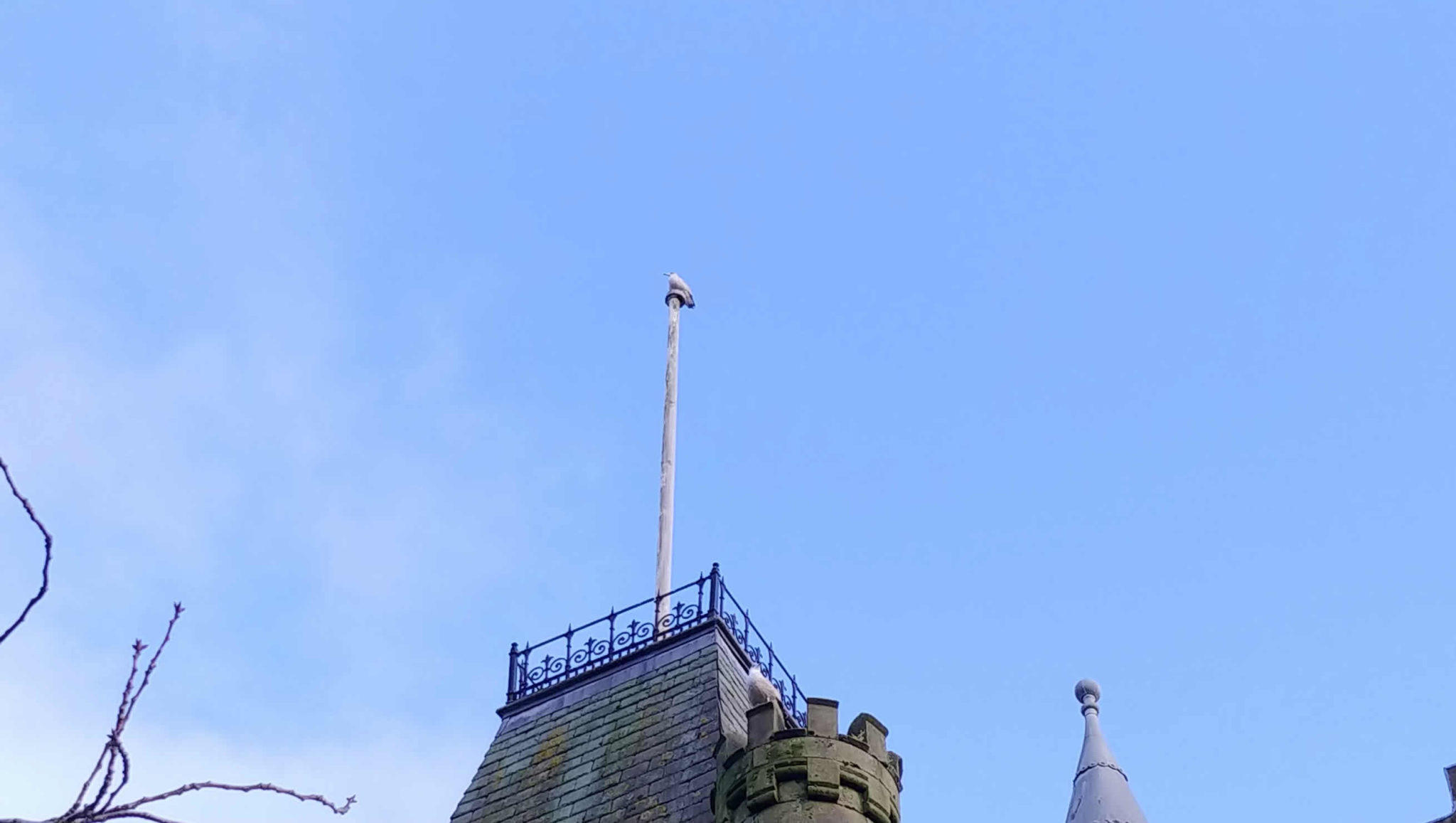 A seagull perched on the flagpole on top of the Victoria Halls