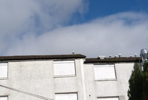 A seagull practising social distancing in Churchill, Helensburgh