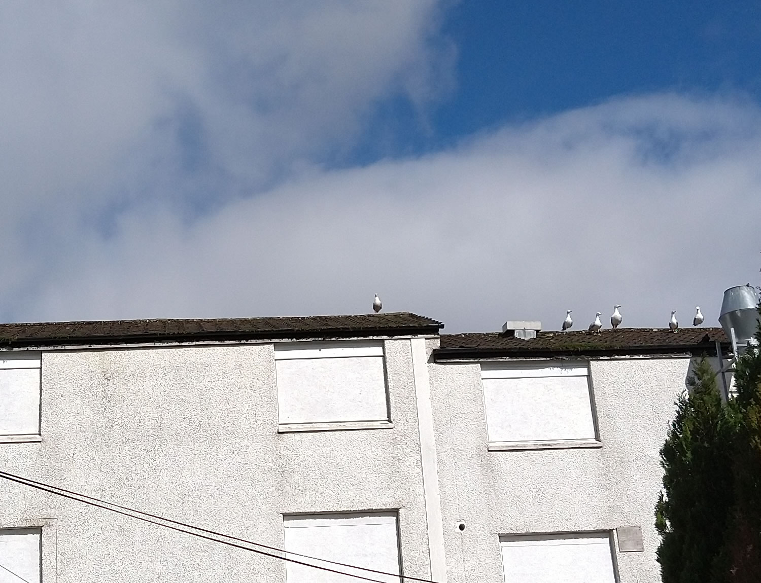 A seagull practising social distancing in Churchill, Helensburgh