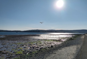 A seagull swooping over the west bay taken from the path along Clyde Street