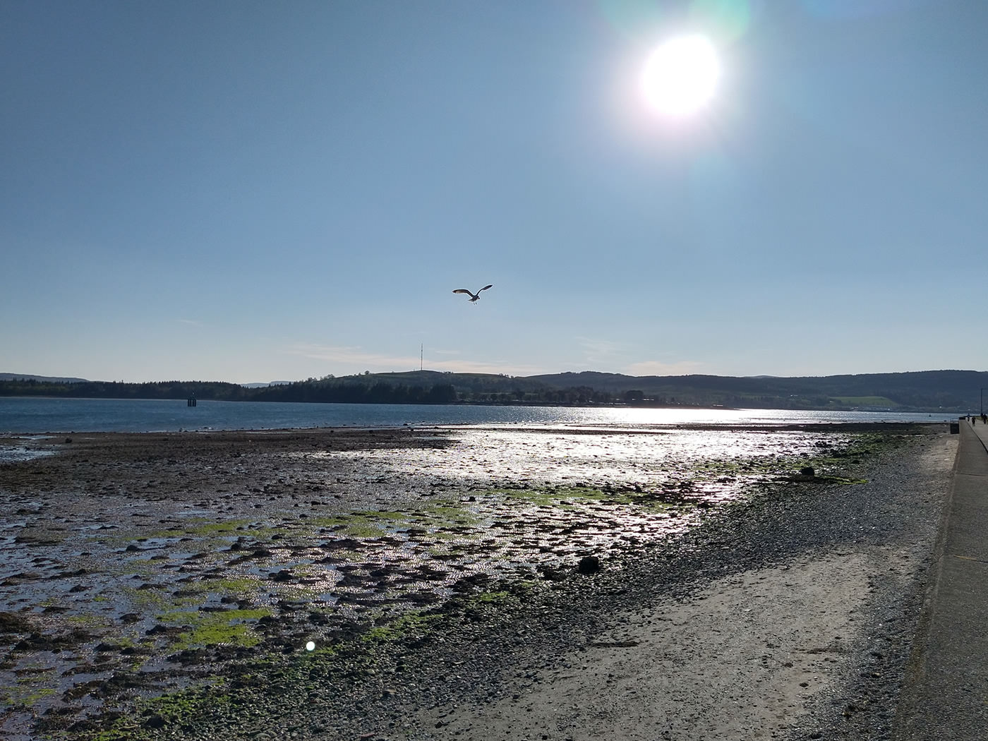 A seagull swooping over the west bay taken from the path along Clyde Street