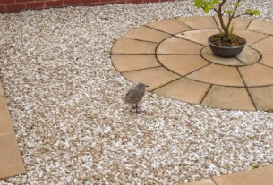 A baby seagull in a garden in Kirkmichael