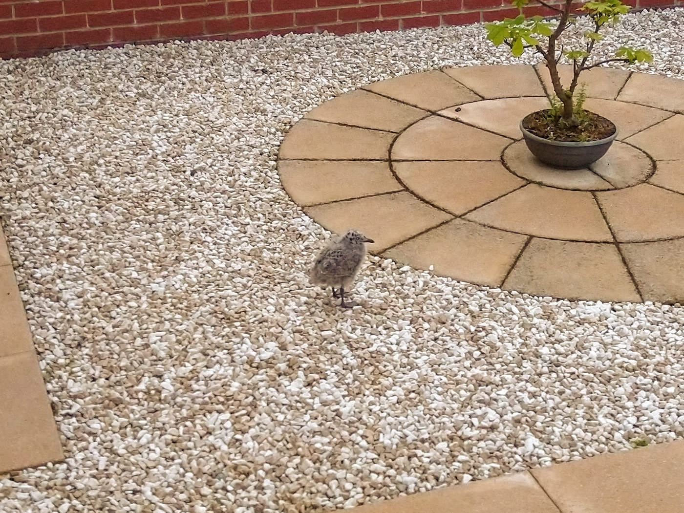 A baby seagull in a garden in Kirkmichael