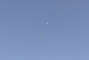 A seagull soaring high in a clear blue sky, pictured by the moon