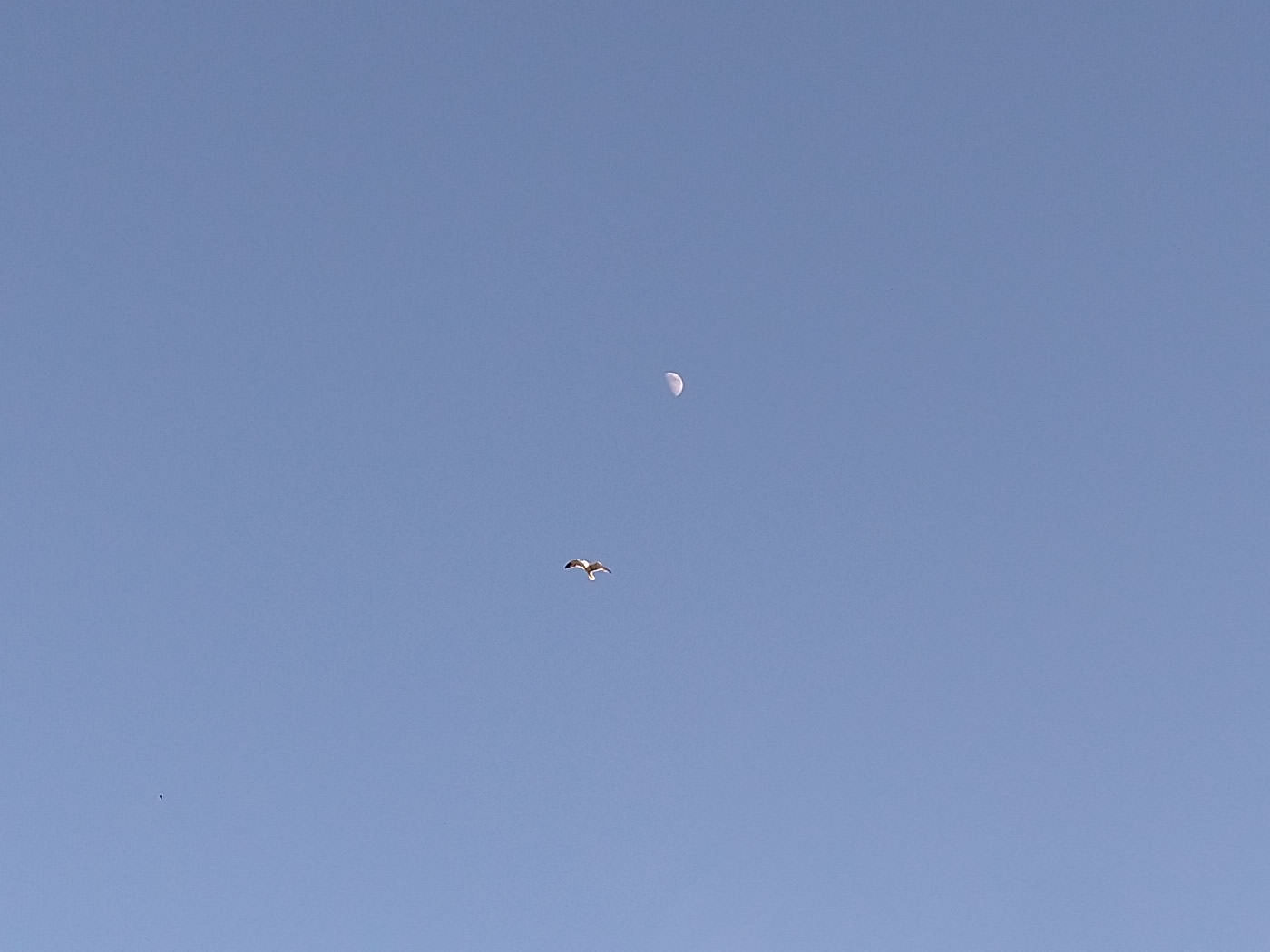 A seagull soaring high in a clear blue sky, pictured by the moon