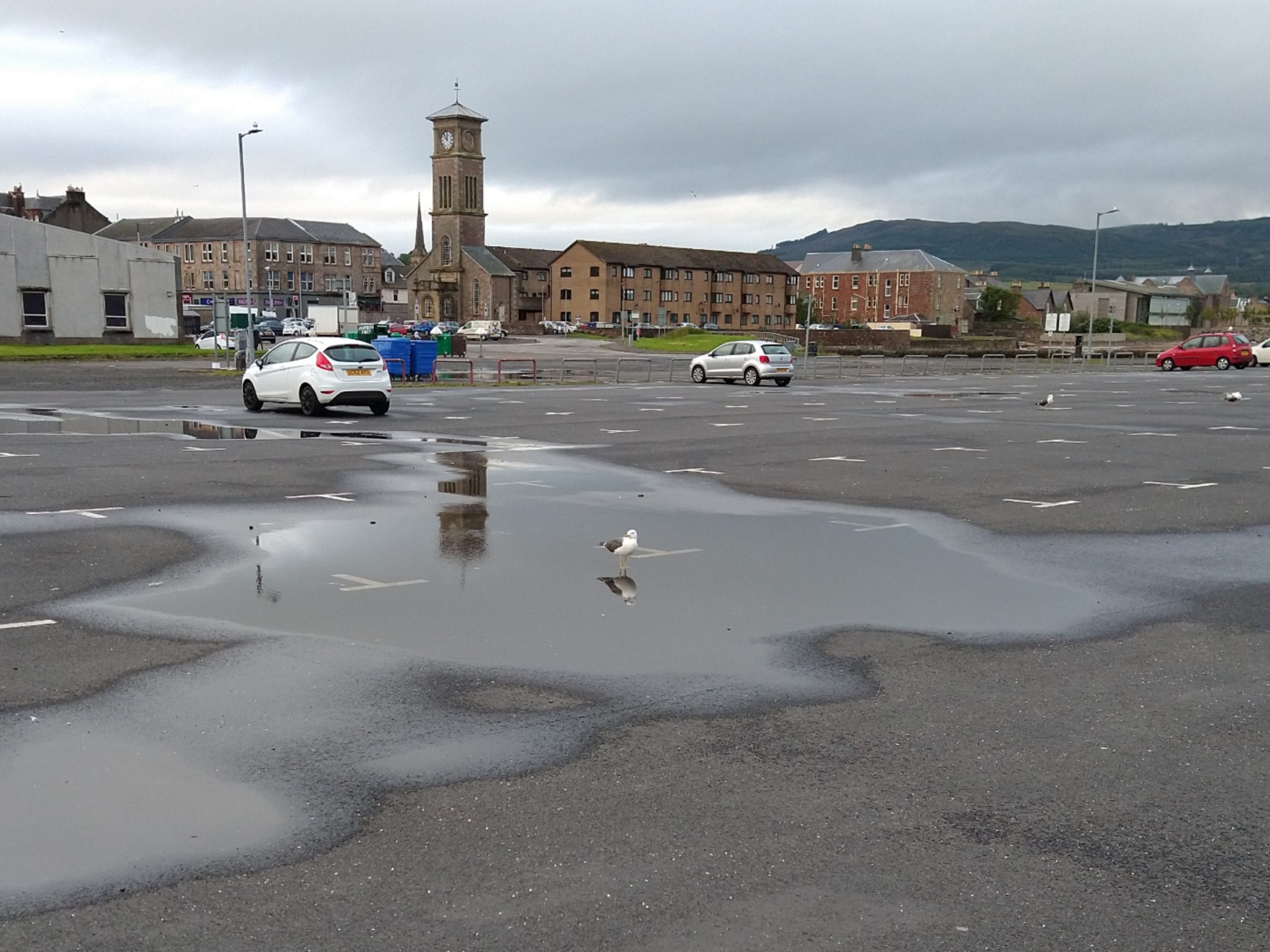 A seagull standing in solitude in a puddle in the pier car park, Helensburgh