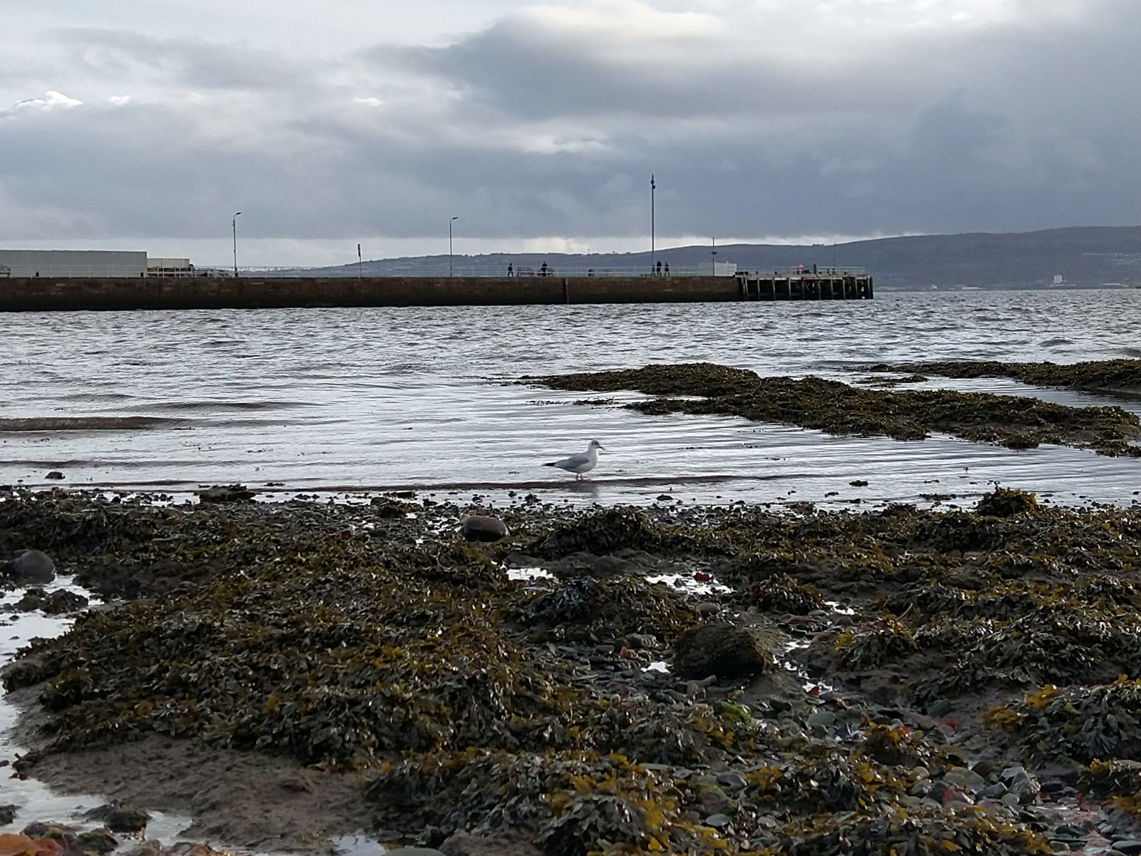 A young seagull by the water's edge in Helensburgh's west bay