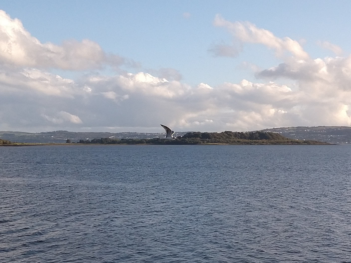 A seagull soaring above the Clyde by Craigendoran Pier with Ardmore Point in the background