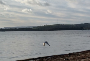 A seagull flaps its wings as it surveys the shoreline for scraps