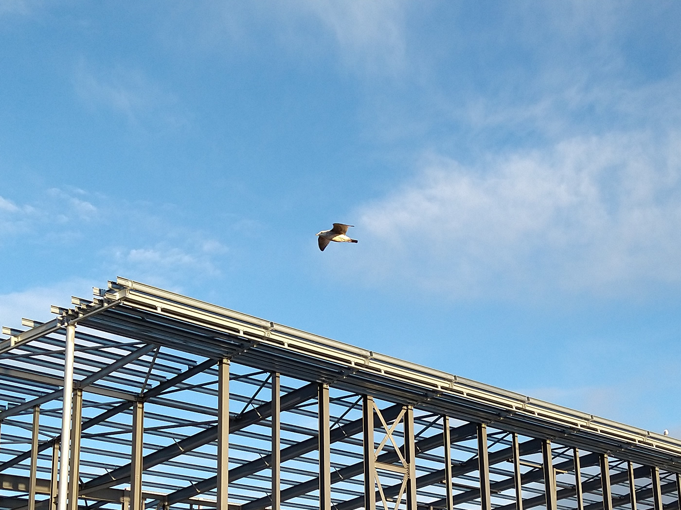 A seagull gliding above the structure of Helensburgh's new leisure centre