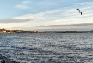 A seagull gliding in the breeze above the foreshore at the civic centre in Helensburgh