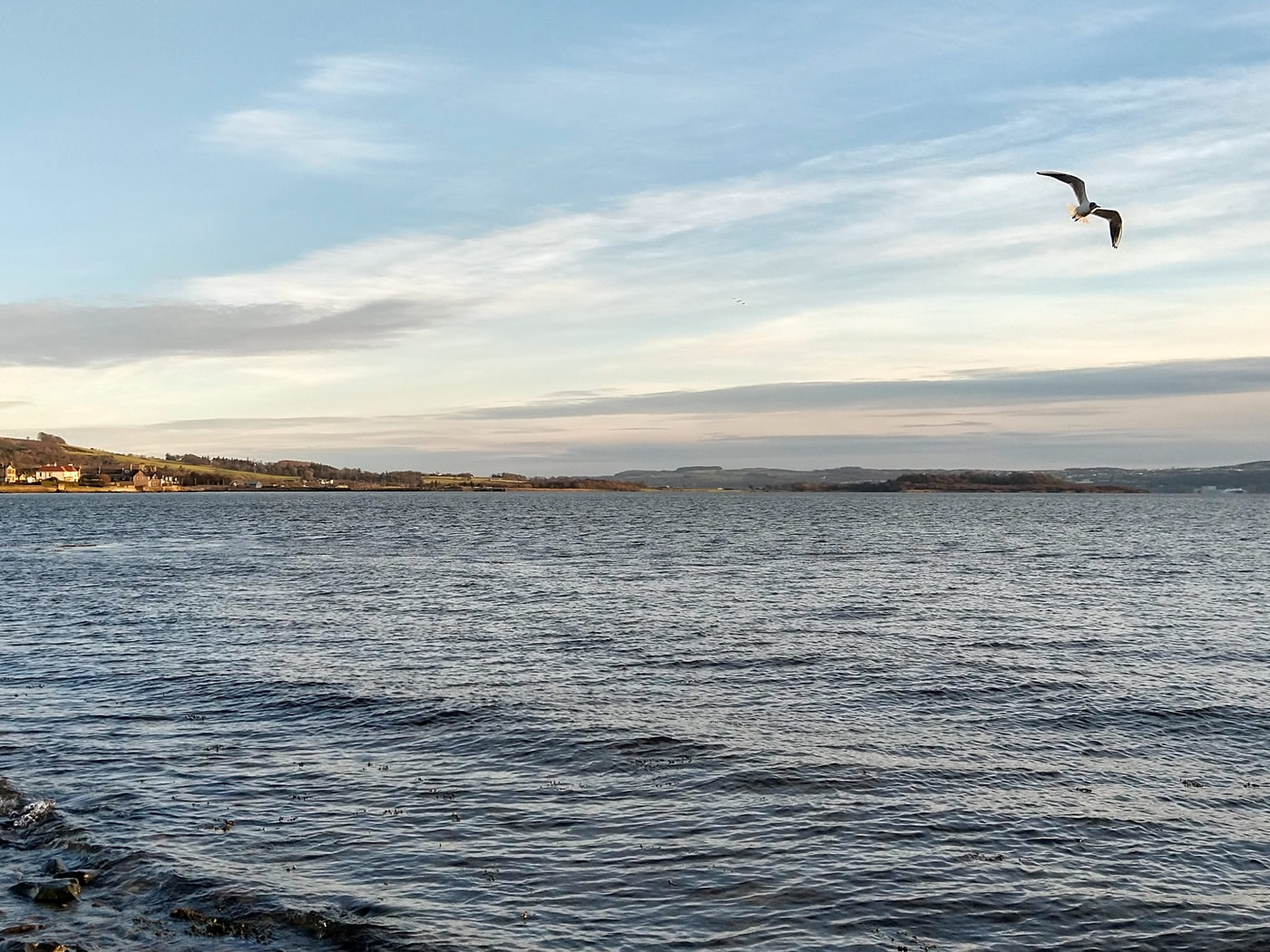 A seagull gliding in the breeze above the foreshore at the civic centre in Helensburgh