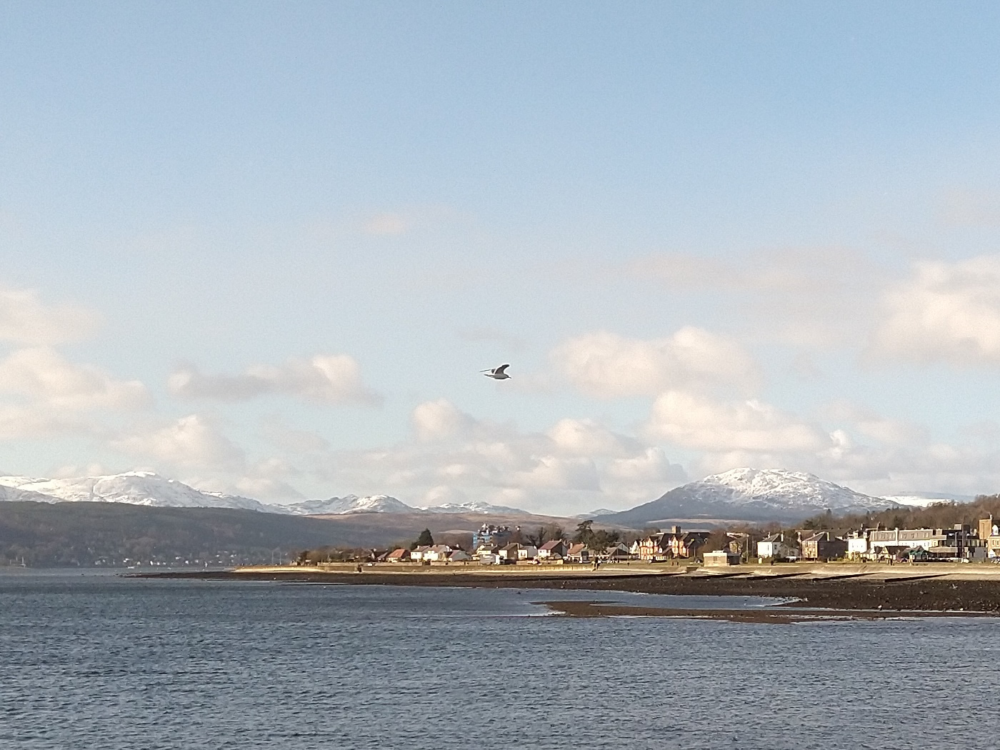 A seagull soaring above the west bay, snowcapped mountains in the background