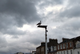 A seagull perched on a lamppost under a threatening sky by the riverside in Helensburgh
