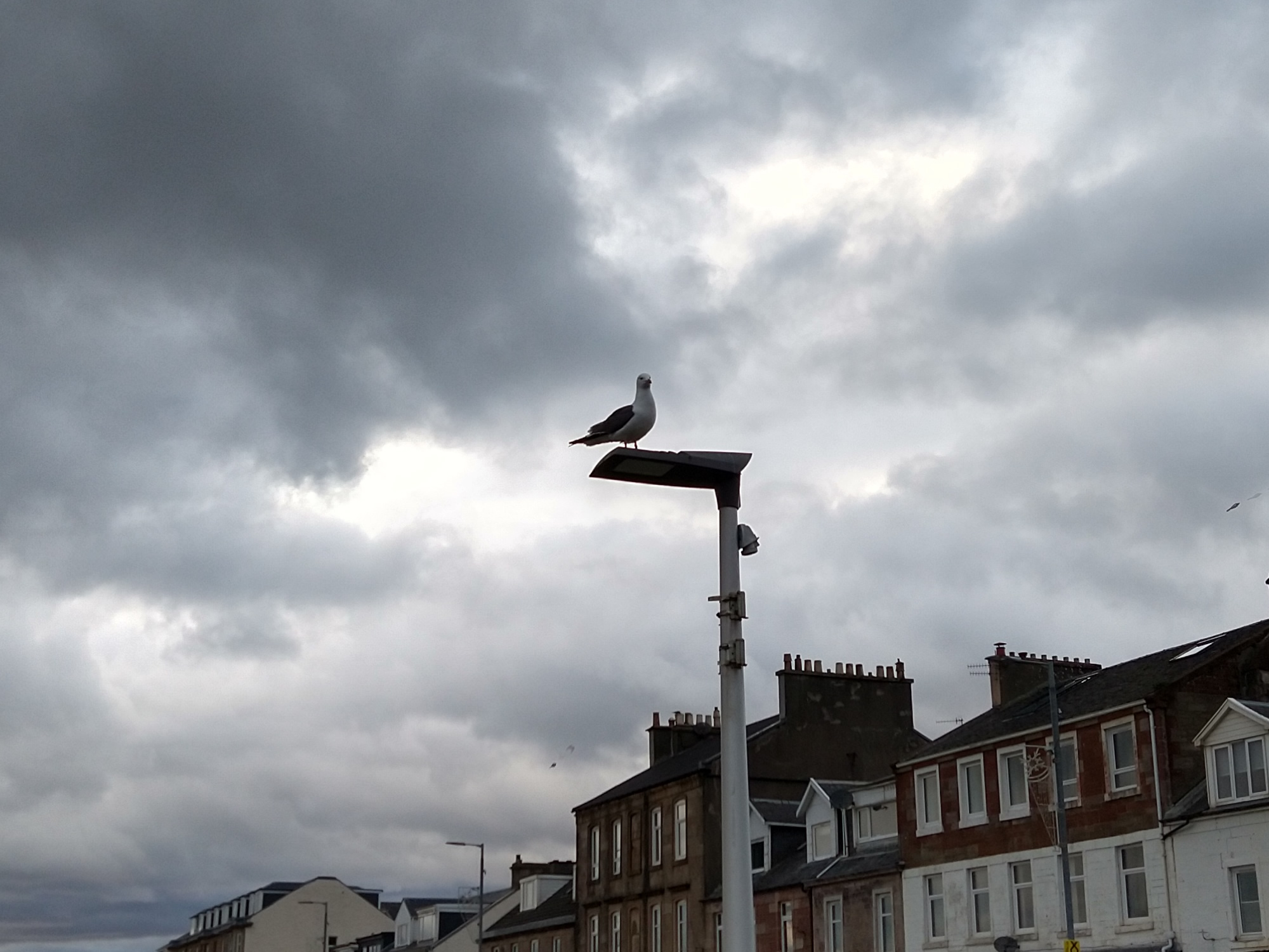 A seagull perched on a lamppost under a threatening sky by the riverside in Helensburgh