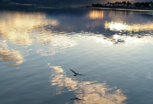 A seagull flying above the still water of the River Clyde, west of Helensburgh Pier at sunset