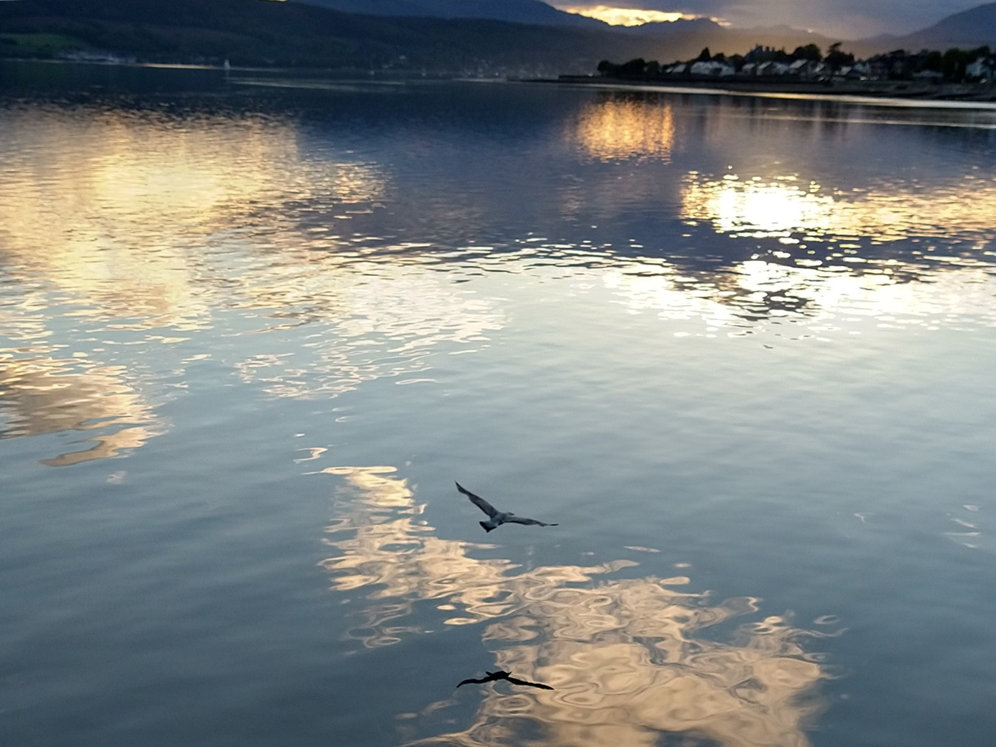 A seagull flying above the still water of the River Clyde, west of Helensburgh Pier at sunset