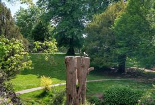 A seagull sitting on top of a tree stump in Helensburgh's Hermitage Park