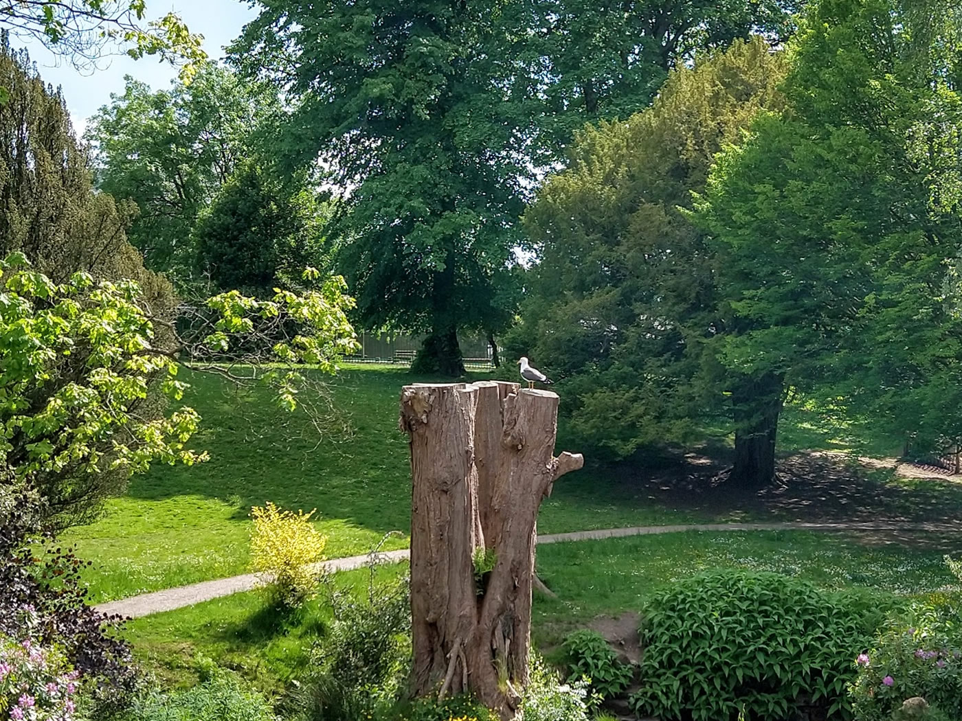 A seagull sitting on top of a tree stump in Helensburgh's Hermitage Park