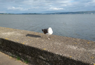 A seagull standing on the sea wall at Helensburgh riverside