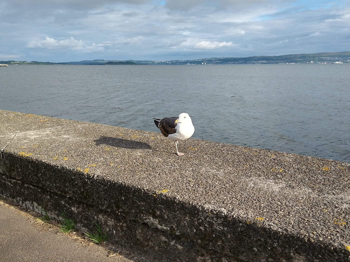 A seagull standing on the sea wall at Helensburgh riverside