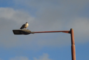 Seagull of the month October 2021