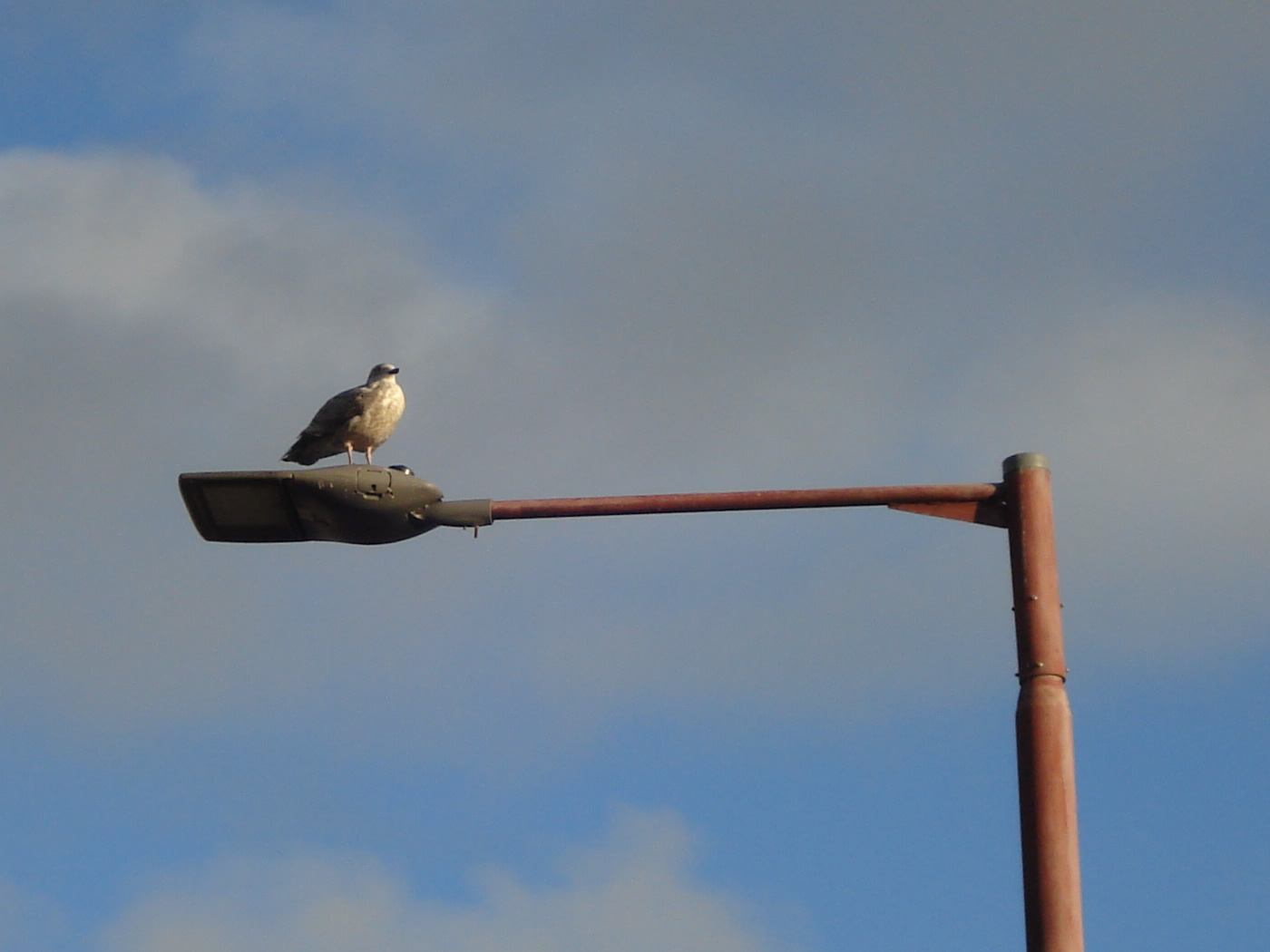 Seagull of the month October 2021