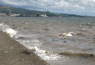 A seagull launches from the seawall into a bracing headwind