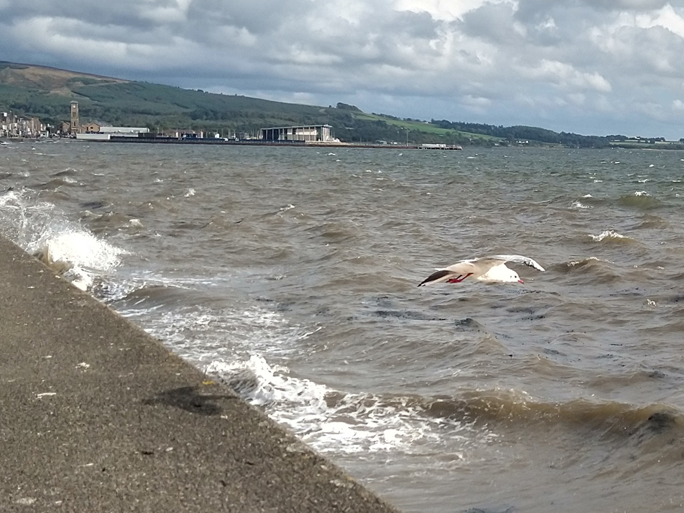 A seagull launches from the seawall into a bracing headwind