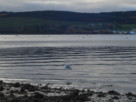 A seagull paddling off the shore at Kidston Park in mid-November 2021